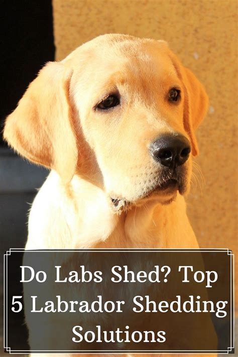 labrador shed